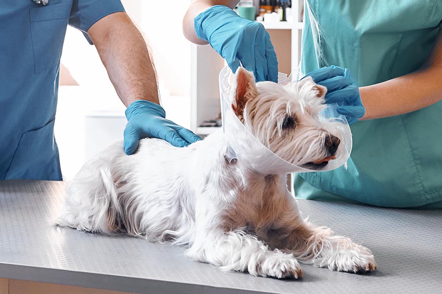 Processo de atendimento veterinário de um cachorro, como acontece no Hospital Veterinário LeVet. O cachorro está com um colar elizabetano e está sendo atendido por dois profissionais, de quem só é possível ver as mãos e parte do torso, segurando o paciente.