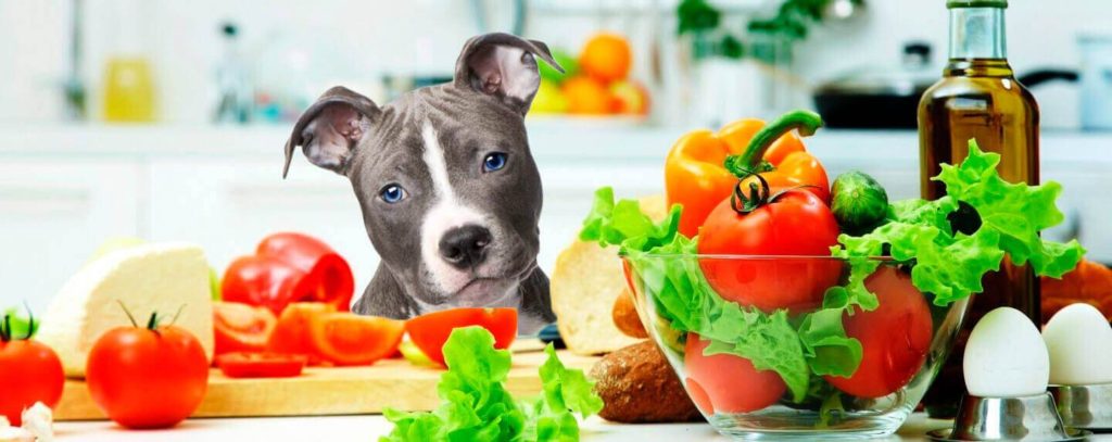 LEVET || Alimentação Natural para Pets