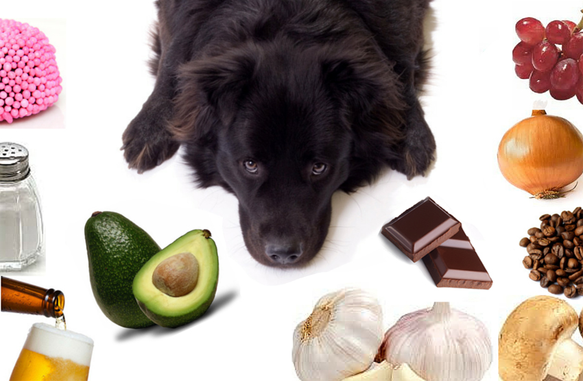 HOSPITAL VETERINARIO LEVET - alimentos proibidos para cachorros